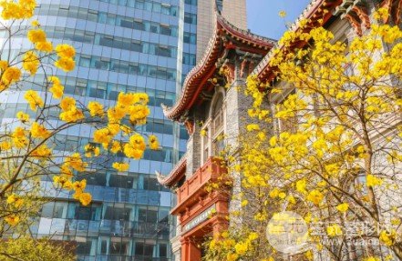 华西口腔医院价格表